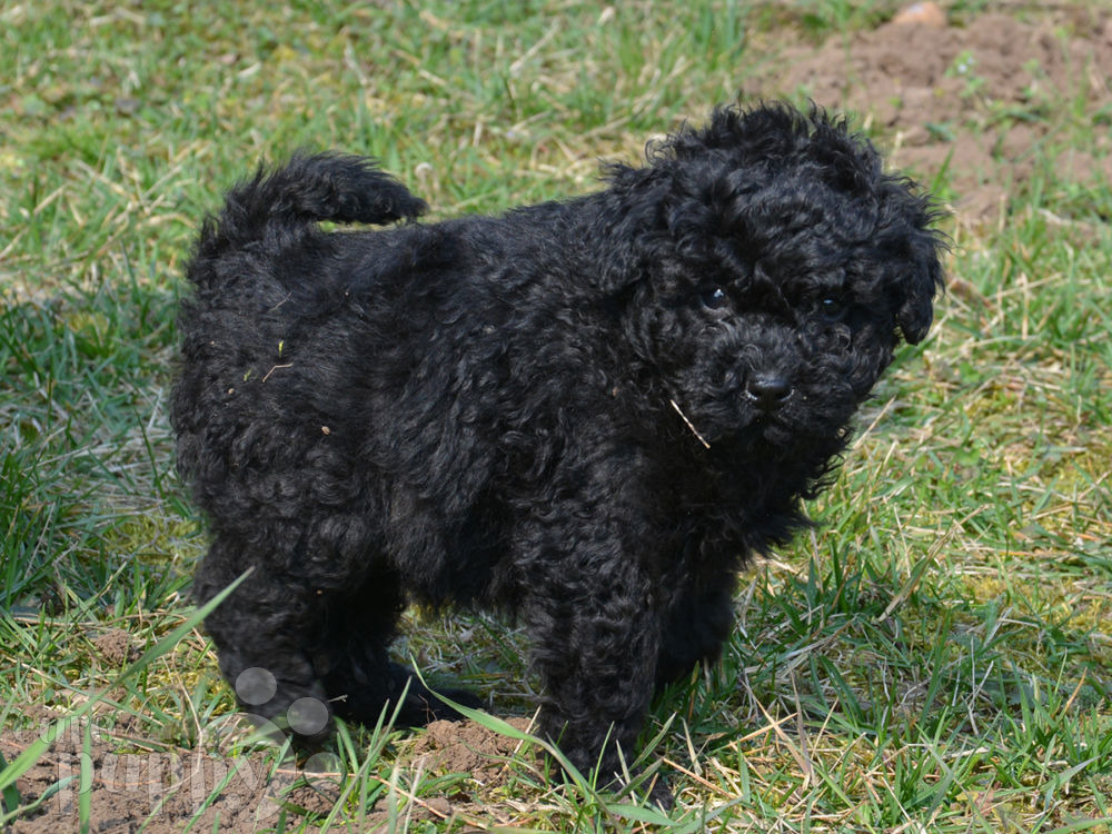 puli puppies for sale boing puli puppy for sale puppy puli puppies for sale boing puli puppy for sale puppy