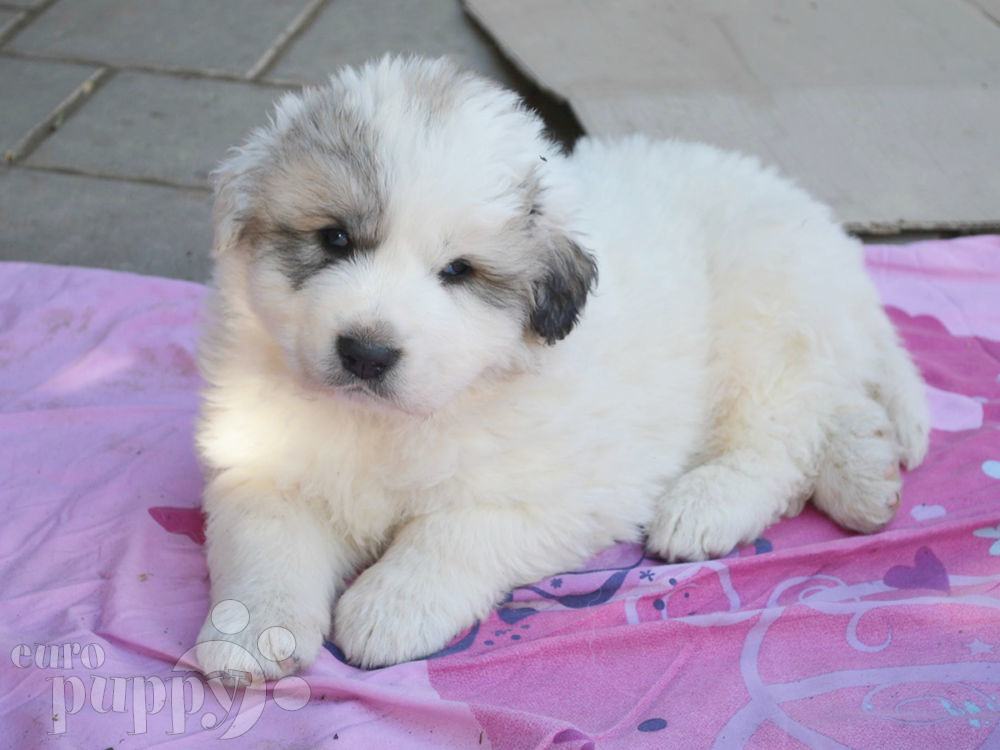 great pyrenees puppy for sale herald great pyrenees puppy for sale puppy great pyrenees puppy for sale herald great pyrenees puppy for sale puppy
