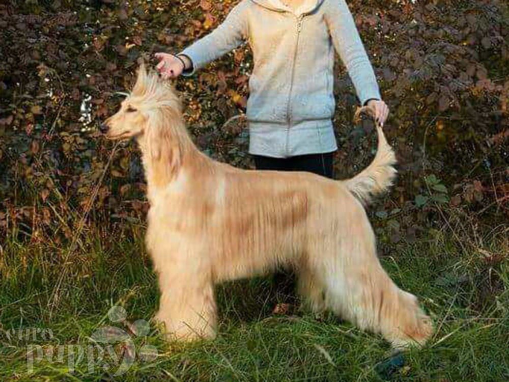Ynwa - Afghan Hound Puppy for sale | Euro Puppy