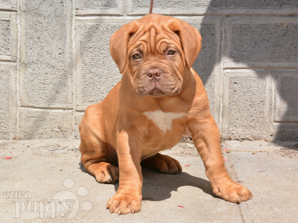 dogue de bordeaux for sale