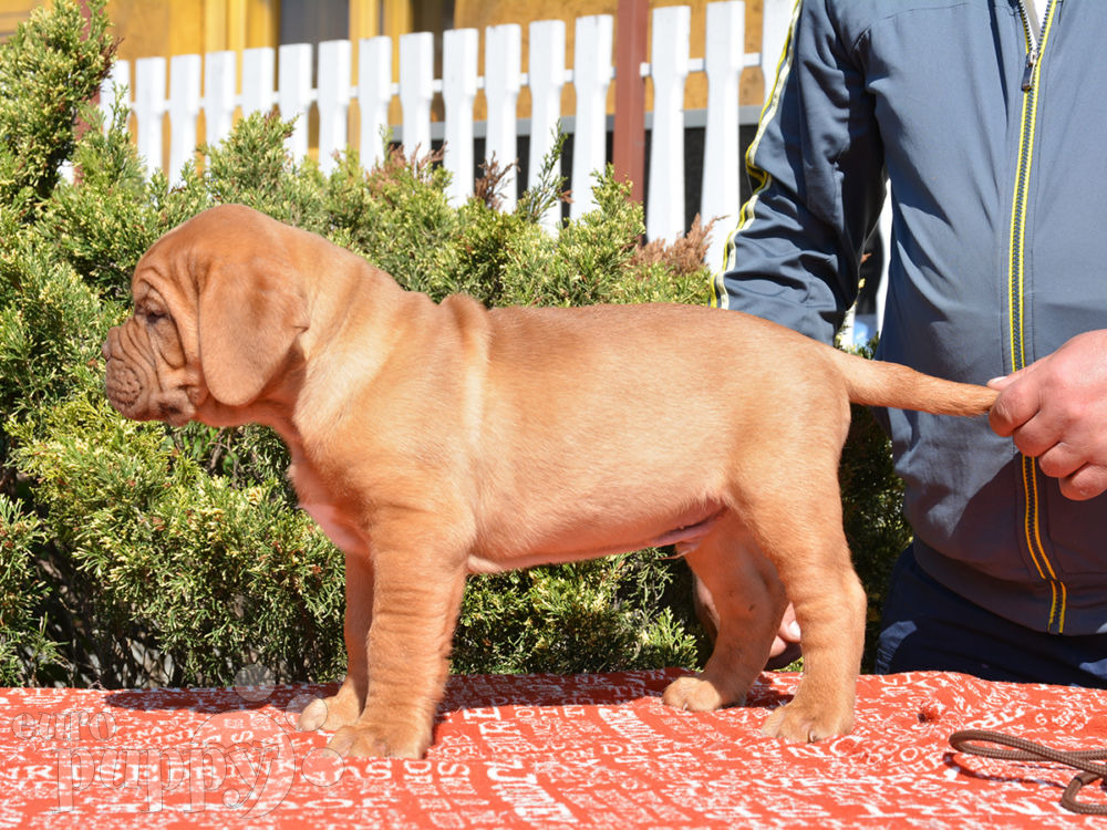 Dragon Dogue De Bordeaux Puppy For Sale Euro Puppy