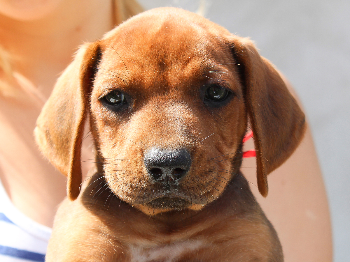 Dog Breeds Similar To Rhodesian Ridgeback Dog Breeds Similar To Rhodesian Ridgeback