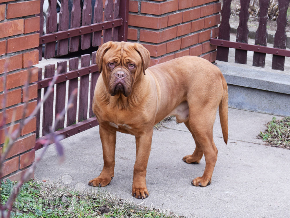 Turner and Hooch - Dogue de Bordeaux Puppy for sale | Euro ...