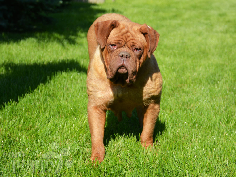 What Breed Is The Dog In Turner And Hooch What Breed Is The Dog In Turner And Hooch