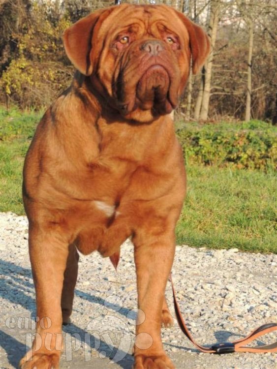 Turner And Hooch Dogue De Bordeaux Puppy For Euro Turner And Hooch Dogue De Bordeaux