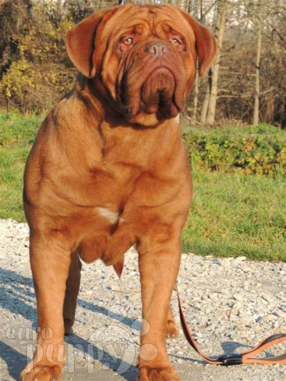 hooch dog breed