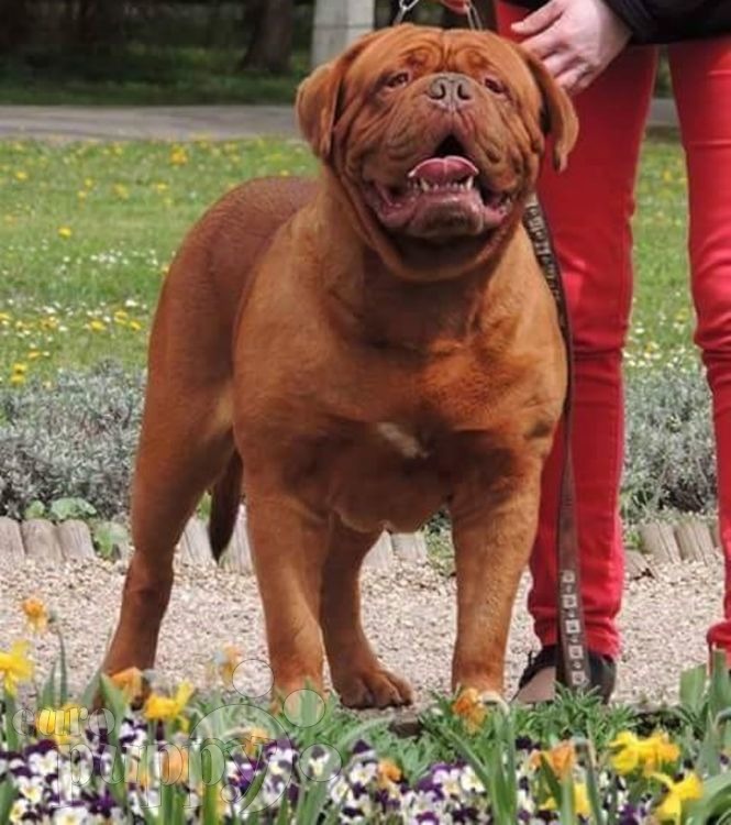 Turner Et Hooch Race Du Chien Turner and Hooch - Dogue de Bordeaux Puppy for sale | Euro Puppy