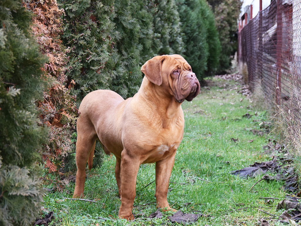 Turner And Hooch Dogue De Bordeaux Puppy For Euro