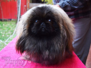 pekingese for sale in yorkshire