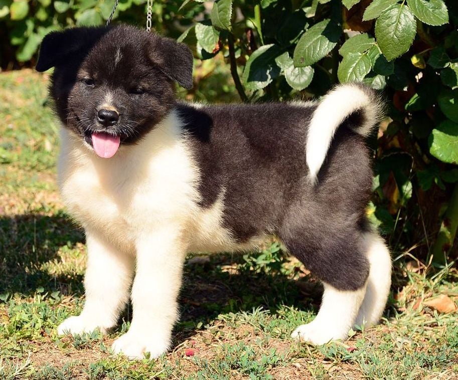 American Akita Puppies Breed information & Puppies for Sale