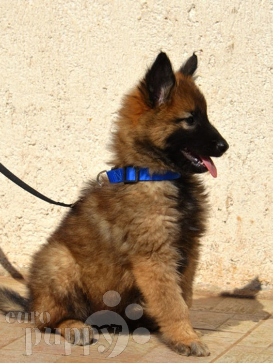 Yasmine - Belgian Tervuren Puppy for sale | Euro Puppy