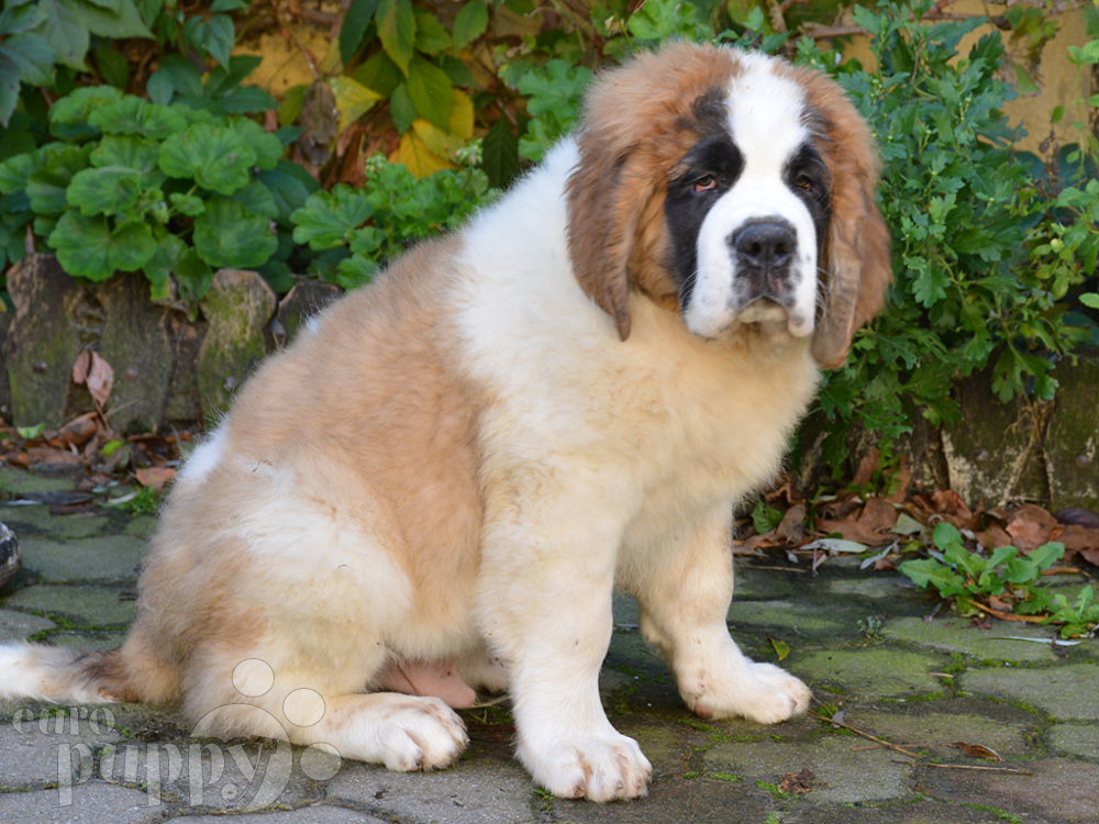 Muscles Saint Bernard Puppy for sale Euro Puppy