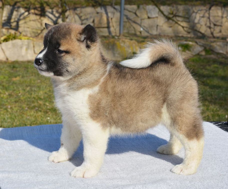 Akita Growth Chart Puppy