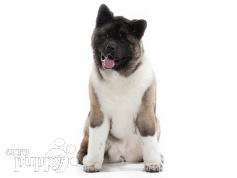 brindle akita puppies for sale