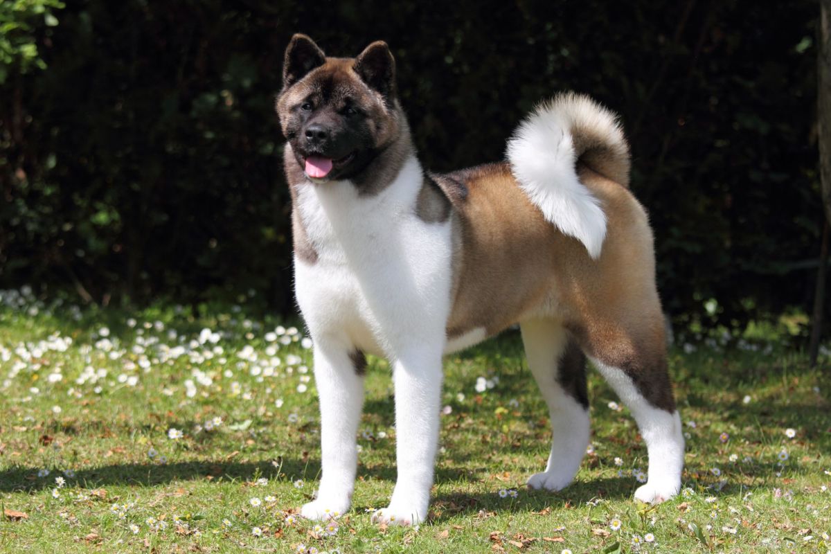 What Is The Intelligent Dog Breed What Is The Intelligent Dog Breed