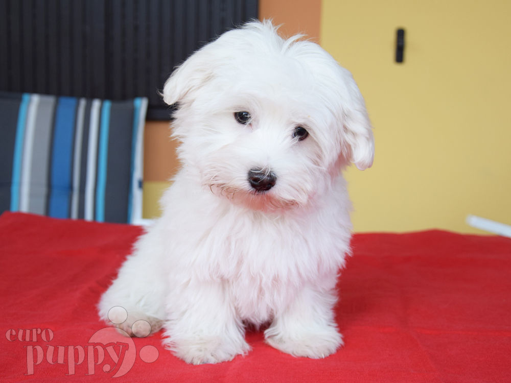 where can i buy a maltese puppy near me