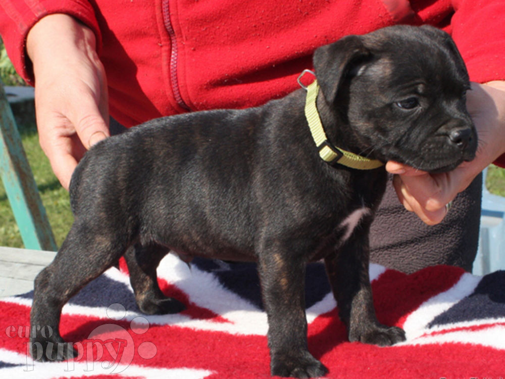 King Arthur Staffordshire Bull Terrier Puppy for sale Euro Puppy