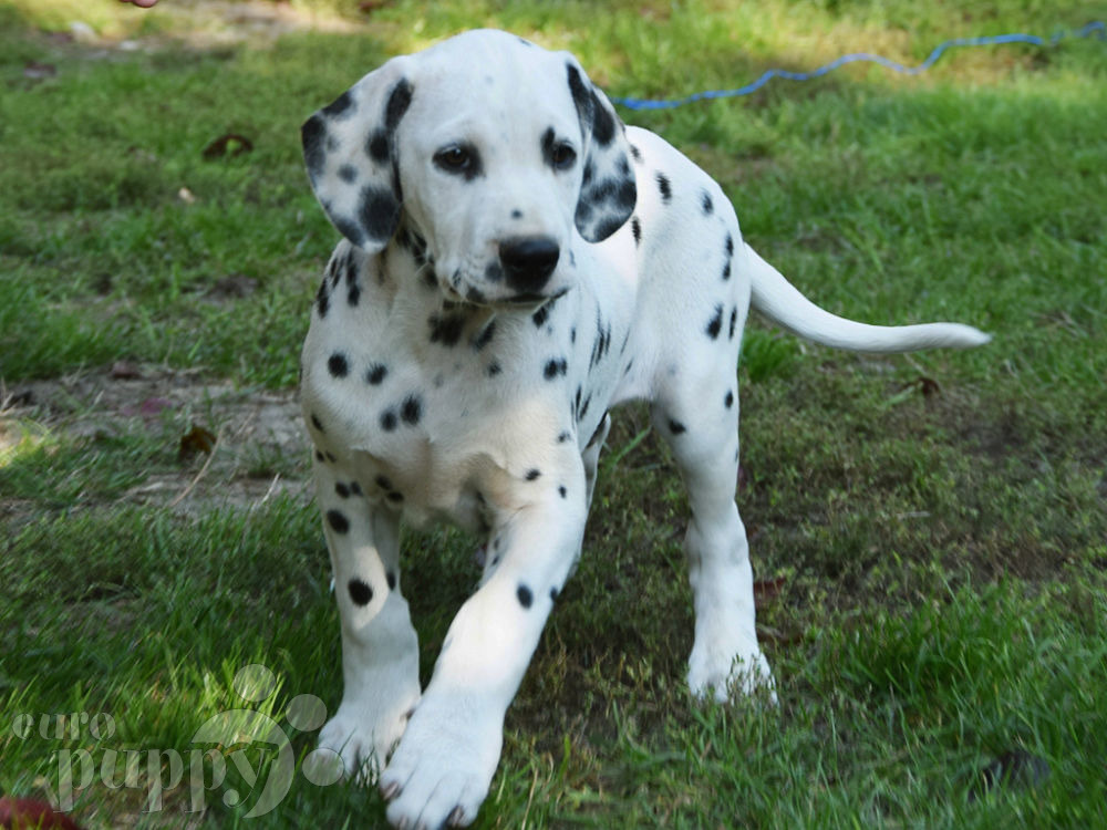 Jack Dalmatian Puppy for sale Euro Puppy