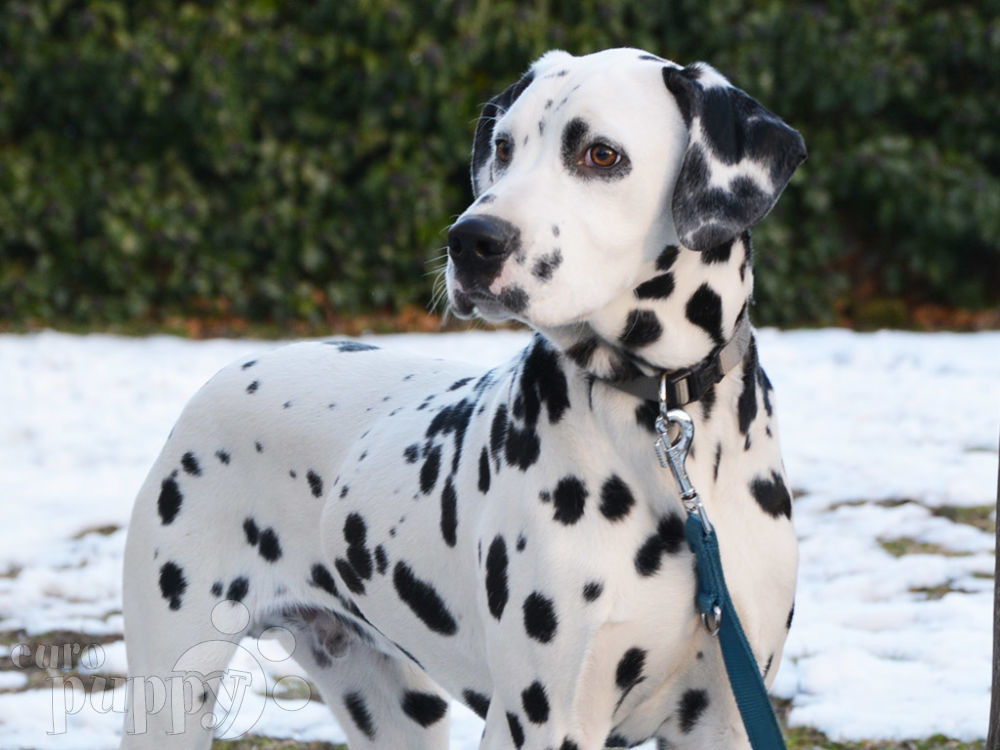 Jack Dalmatian Puppy for sale Euro Puppy