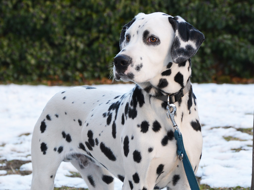 pure dalmatian puppies sale