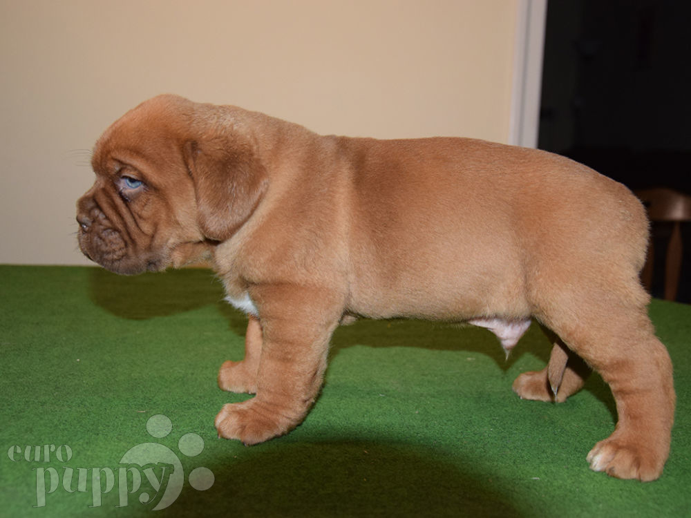 Tracker - Dogue de Bordeaux Puppy for sale | Euro Puppy Tracker - Dogue de Bordeaux Puppy for sale | Euro Puppy