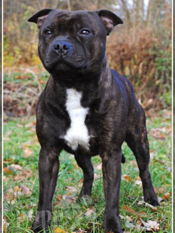 miniature staffordshire bull terrier for sale
