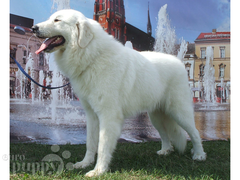 great pyrenees puppy for sale great pyrenees puppy for sale puppy great pyrenees puppy for sale great pyrenees puppy for sale puppy