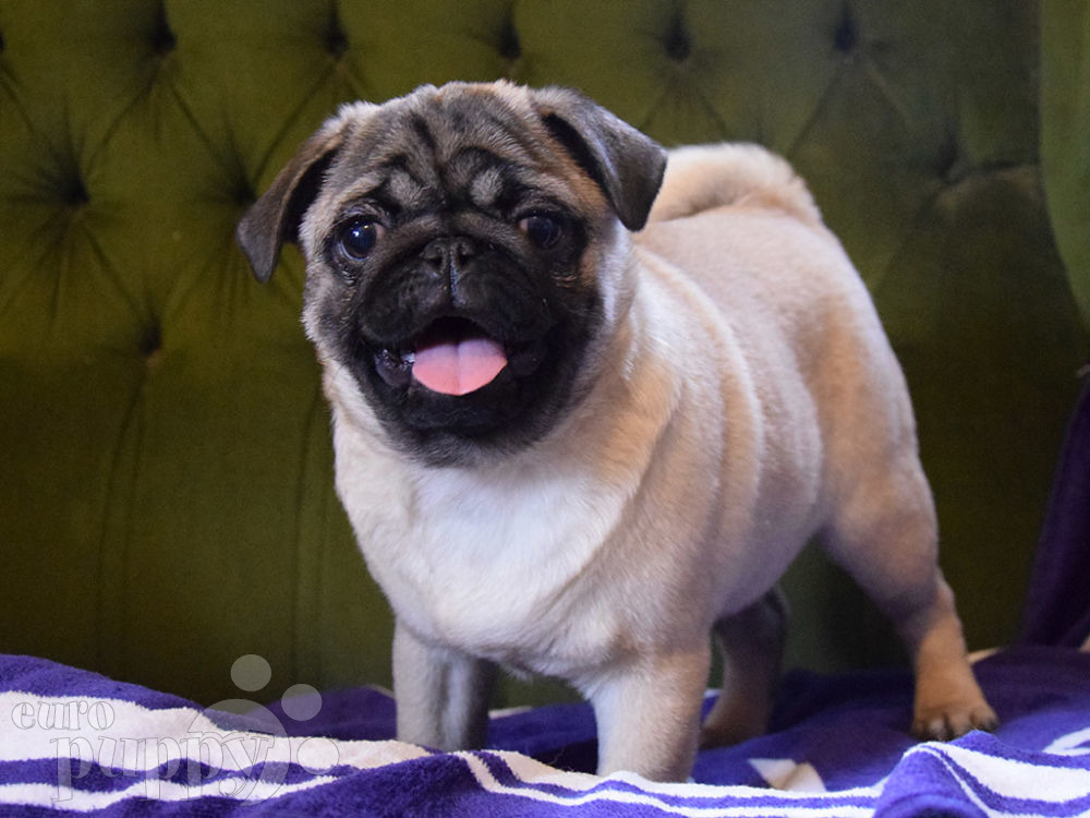 pug puppies available