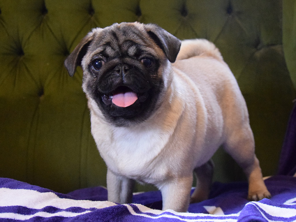 chinese pug puppies for sale