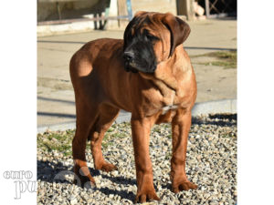 Tosa Inu For Sale Tosa Inu Puppies