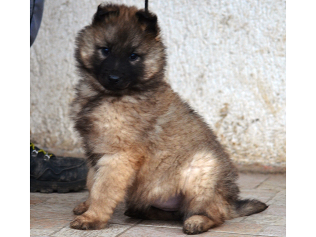 tervuren dog for sale