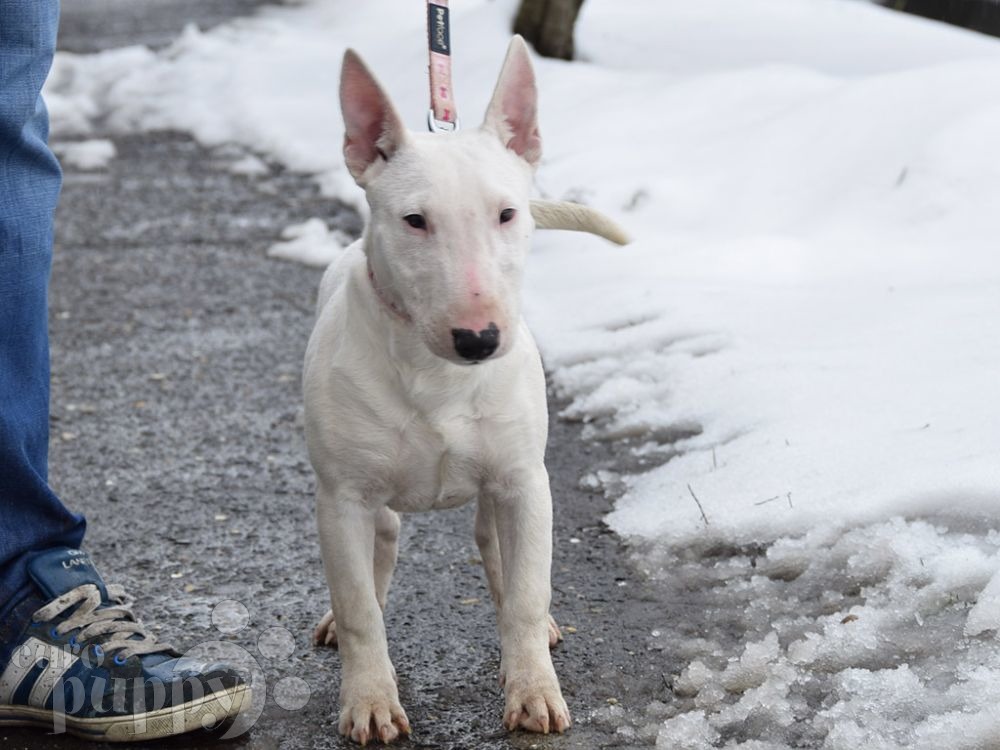 Daisy Mini Bullterrier Puppy For Sale Euro Puppy