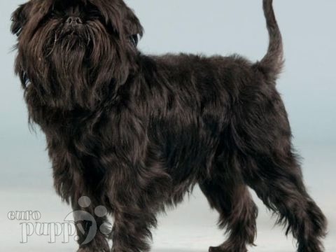 affenpinscher for sale