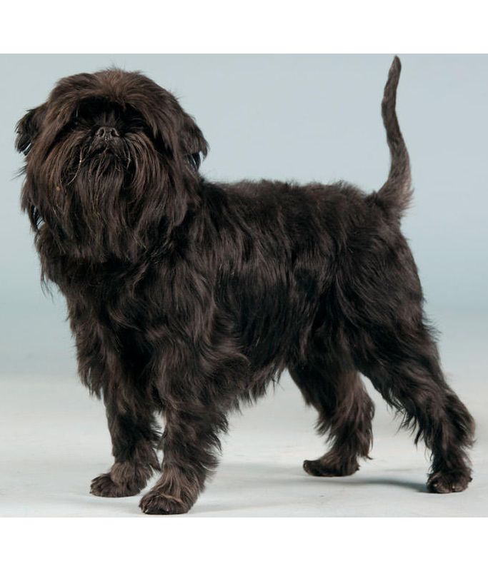 Affenpinscher Puppies Breed information & Puppies for Sale