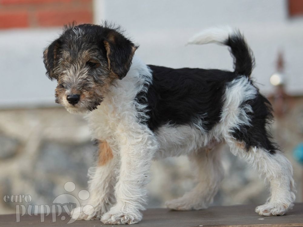 Nippon - Fox Terrier Puppy for sale | Euro Puppy