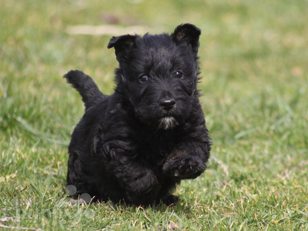 Jamey Scottish Terrier Puppy for sale Euro Puppy
