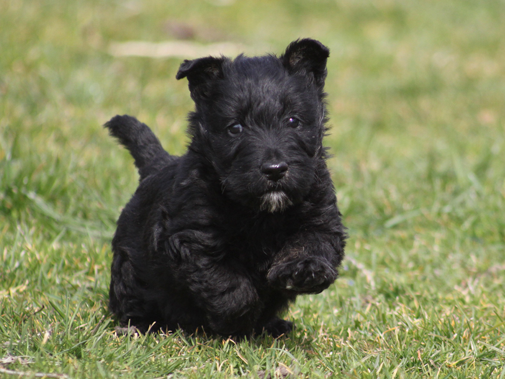 Jamey Scottish Terrier Puppy for sale Euro Puppy Jamey Scottish Terrier Puppy for sale Euro Puppy