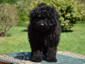 puli poodle