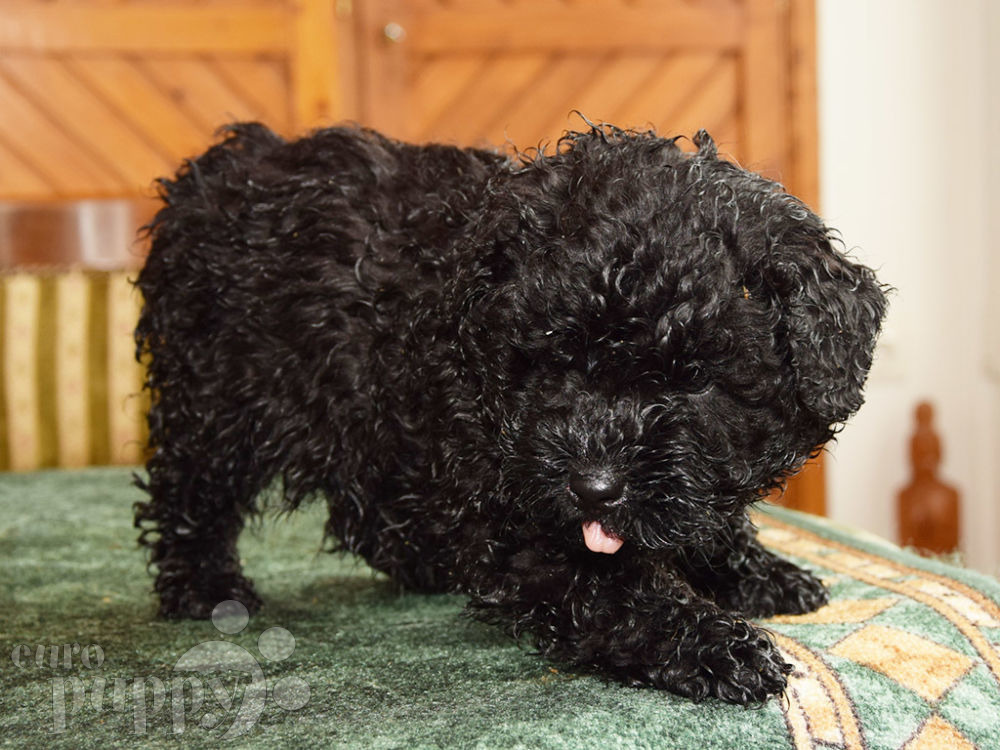 Pepper Puli Puppy for sale Euro Puppy