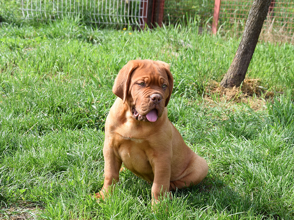 Drool Dogue De Bordeaux Puppy For Sale Euro Puppy