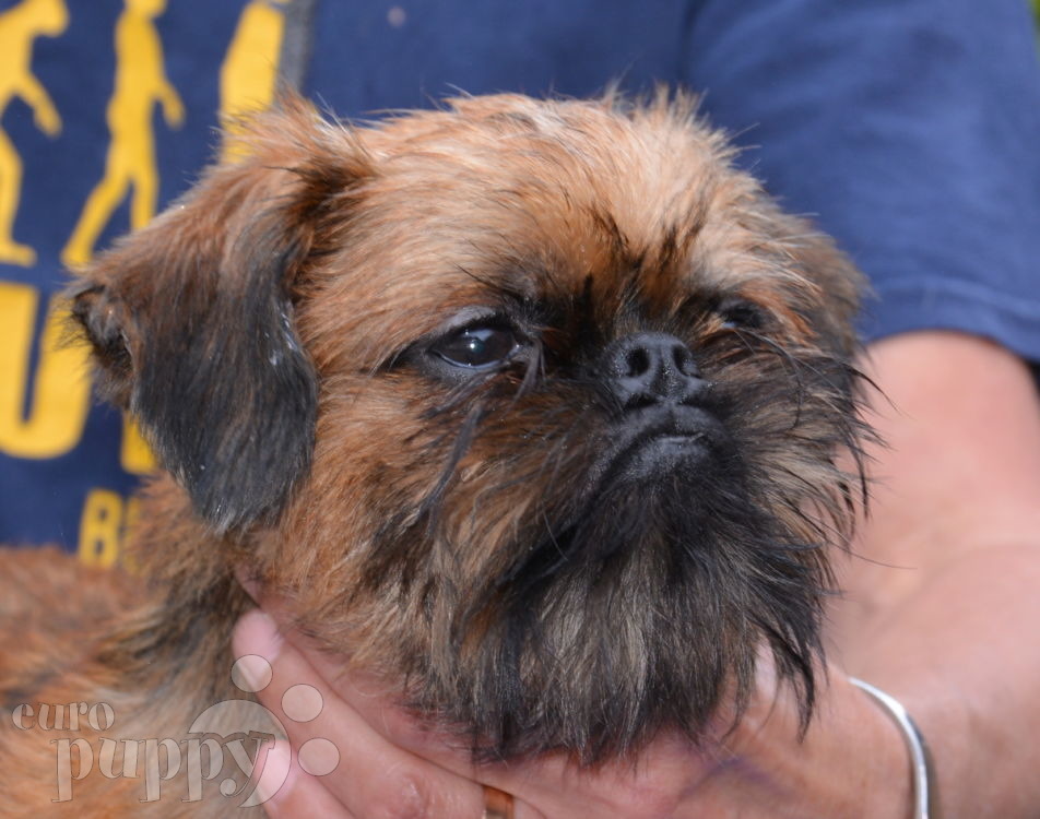 Hera - Brussels Griffon Puppy for sale | Euro Puppy