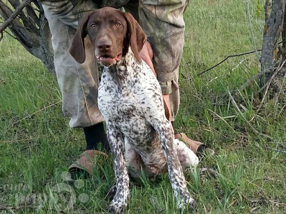 German Pointer For Sale German Pointer Puppies