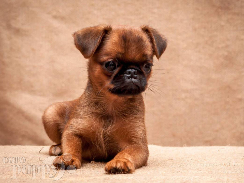 Brussels Griffon For Sale Brussels Griffon Puppies