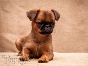 teacup brussels griffon puppies for sale