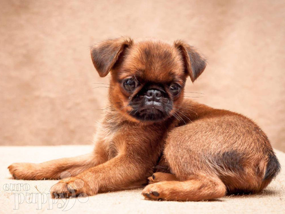 Rom Brussels Griffon Puppy for sale Euro Puppy