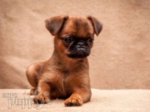 Brussels Griffon For Sale Brussels Griffon Puppies