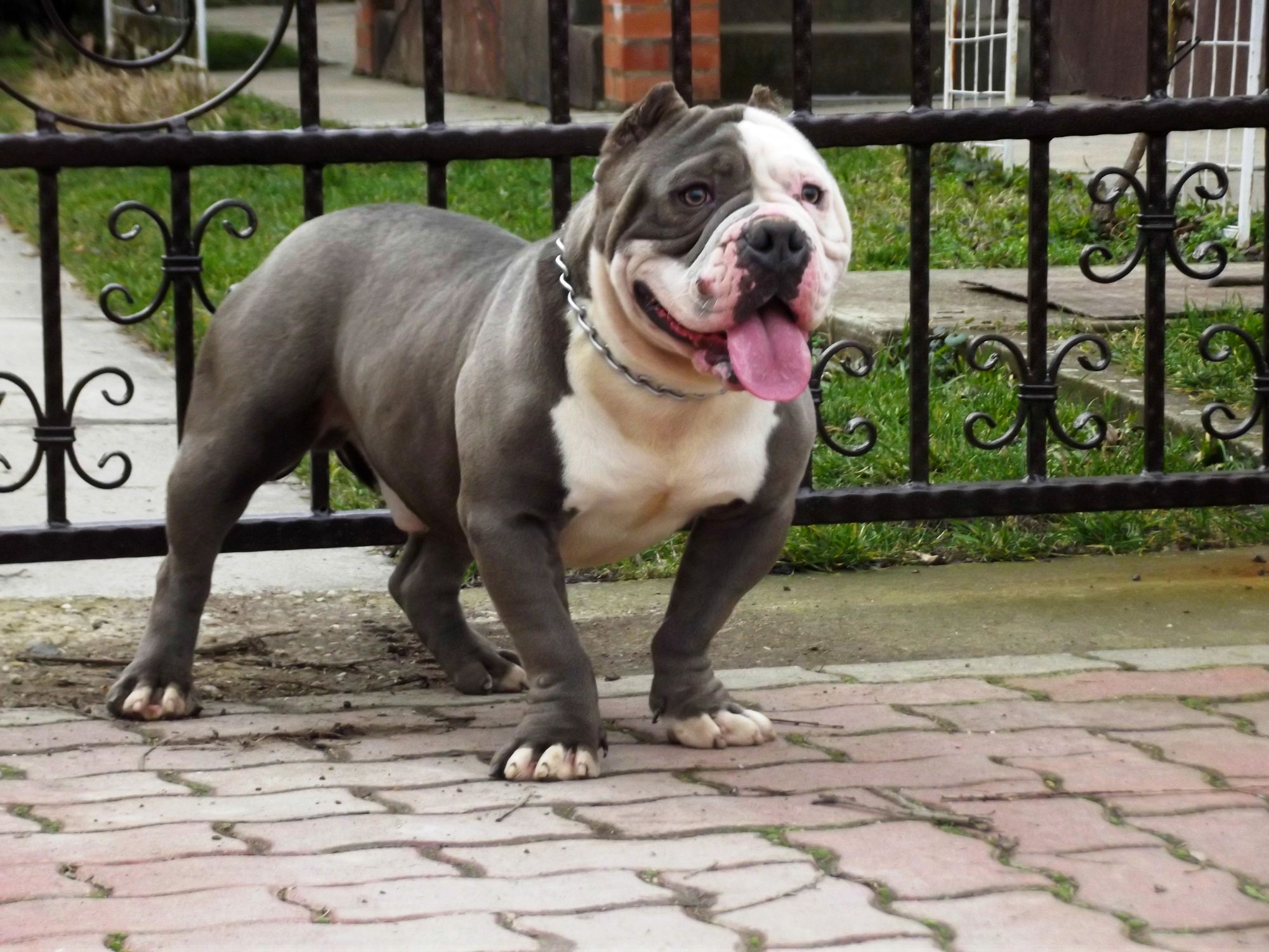 american bully price in indian rupees