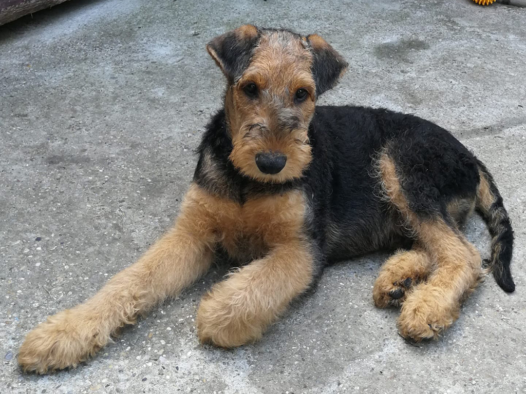 El Dorado Airedale Terrier Puppy For Euro