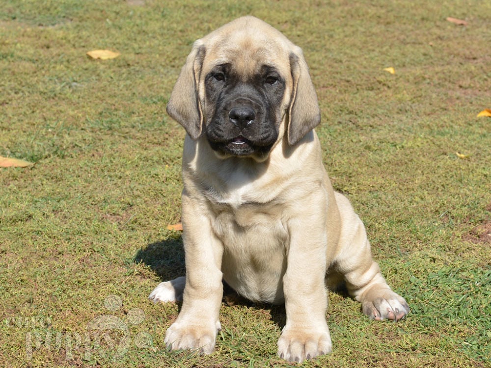 Hetty - English Mastiff Puppy for sale | Euro Puppy