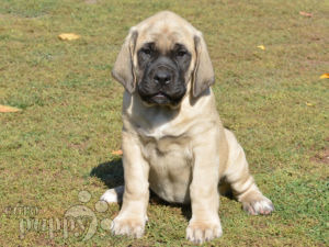 Mastiff kaufen